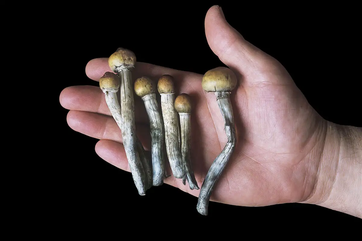 Where to Buy Psychedelic Mushrooms