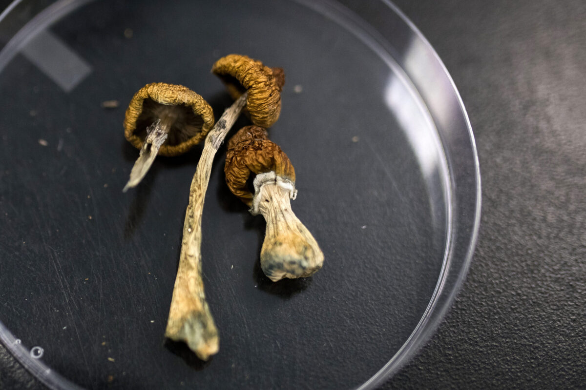 Can You Buy Magic Mushrooms Online