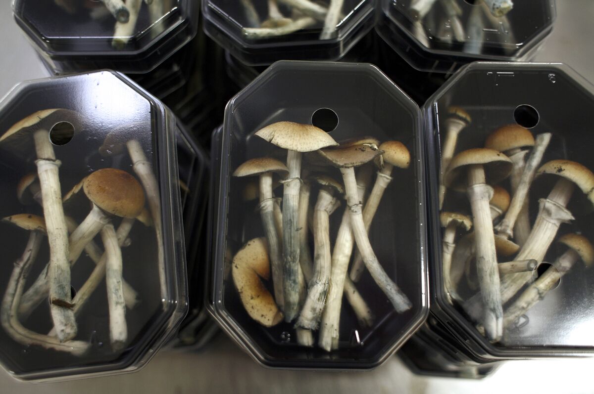 Is It Legal to Buy Magic Mushroom Inoculate in Oregon