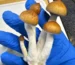 Are mushrooms legal in New Jersey