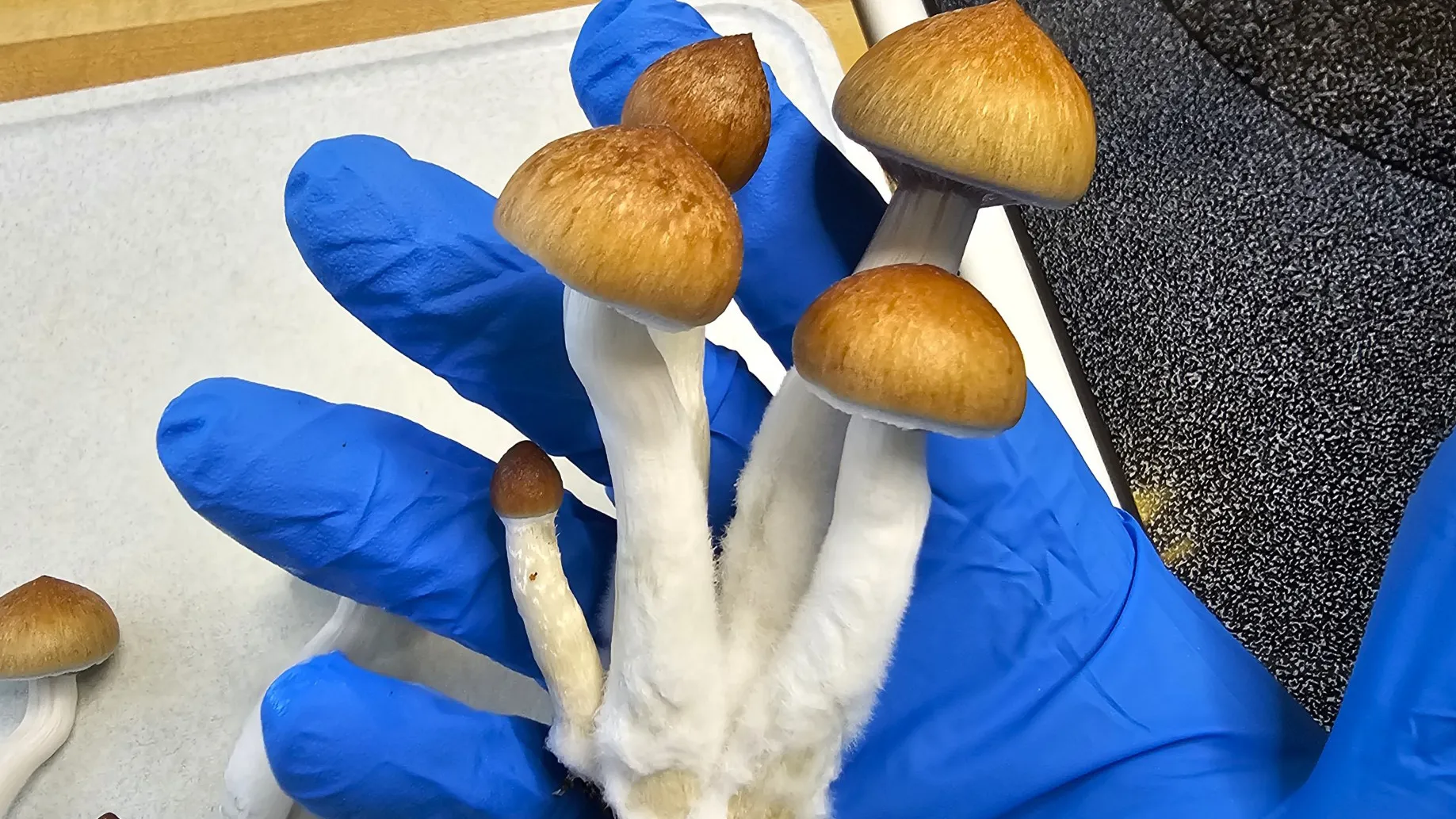 Are mushrooms legal in New Jersey